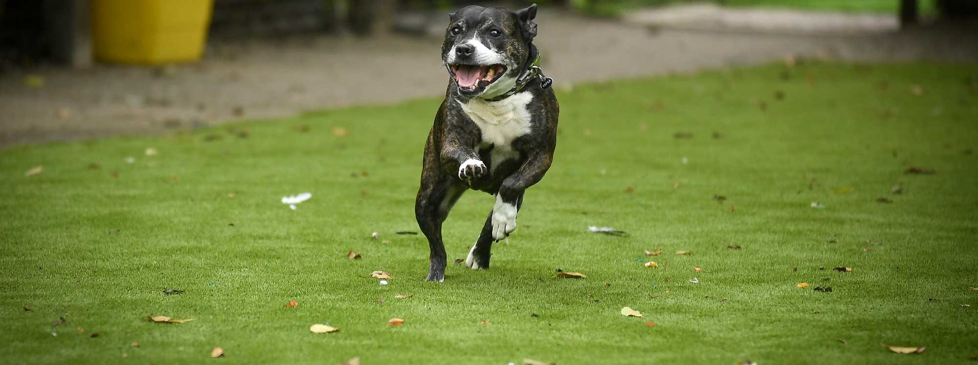 Dog on LazyLawn Artificial Grass